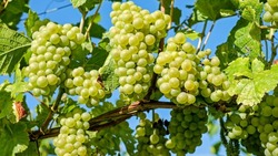 Астраханская область может стать центром виноделия