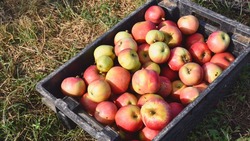 В астраханском селе Разбугорье в конце сентября собрали более 400 кг яблок