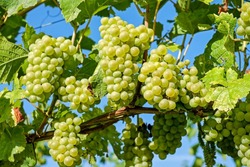 В Астраханской области растёт интерес к выращиванию винограда
