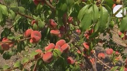 На астраханских рынках продают местные нектарины и персики