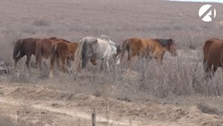 В Казахстане участились инфекционные заболевания животных