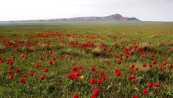 В Астраханской области в десятый раз прошёл фестиваль «Степной тюльпан Богдо»
