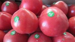 В Астраханскую область прибыли туркменские томаты по МТК «Север — Юг»