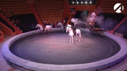 Гастроли программы «Цирк зажигает огни» в Астрахани досрочно завершены 
